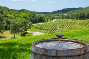 Wine tasting in the heart of Istria
