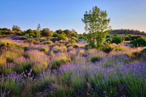 Lavender field on Hvar 
